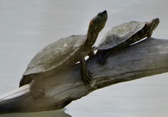 Trachemys gaigeae