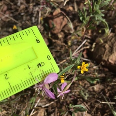 Clarkia modesta