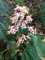 Miconia anisotricha