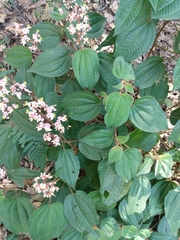 Miconia anisotricha