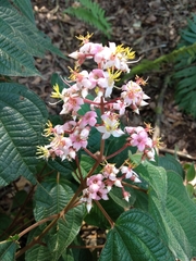Miconia anisotricha