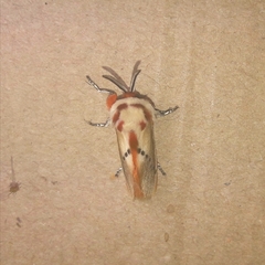 Trosia nigropunctigera