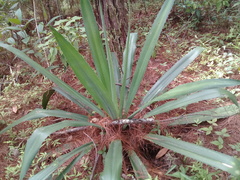 Furcraea guerrerensis