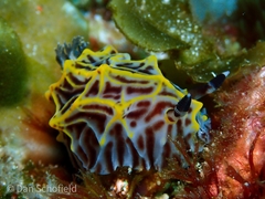 Halgerda willeyi