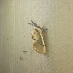 Trosia nigropunctigera