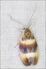 Piloprepes anassa