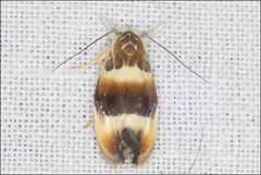 Piloprepes anassa