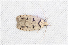 Scatochresis episema