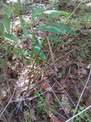 Zingiber officinale