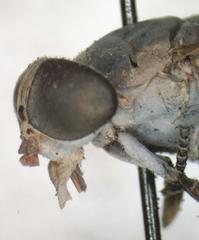Tabanus colombensis