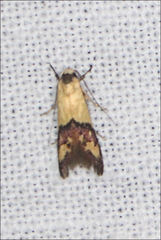Temnogyropa stenomorpha
