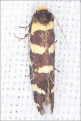 Lepidoscia confluens