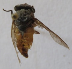 Tabanus colombensis