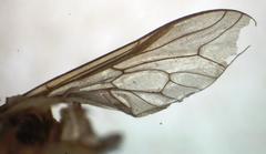 Tabanus colombensis