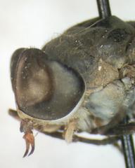 Tabanus colombensis