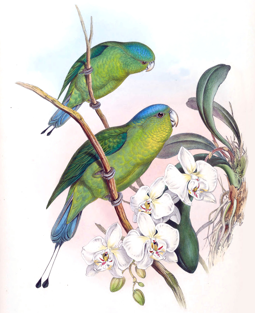 Blue-Crowned Racket-Tail