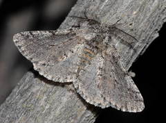 Lycia degtjarevae