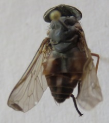 Tabanus colombensis