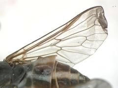 Tabanus colombensis