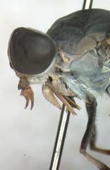 Tabanus colombensis