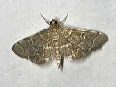 Anageshna