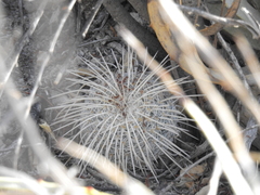 Mammillaria parkinsonii