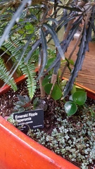 Peperomia caperata