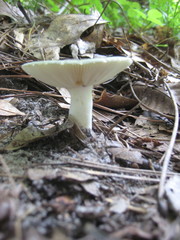 Virescentinae