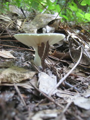 Virescentinae
