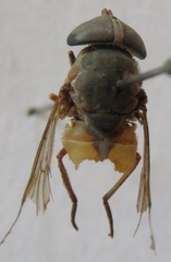 Tabanus secundus