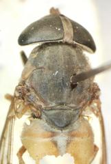 Tabanus secundus