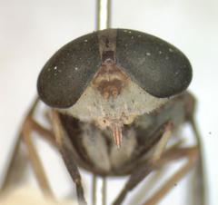 Tabanus secundus