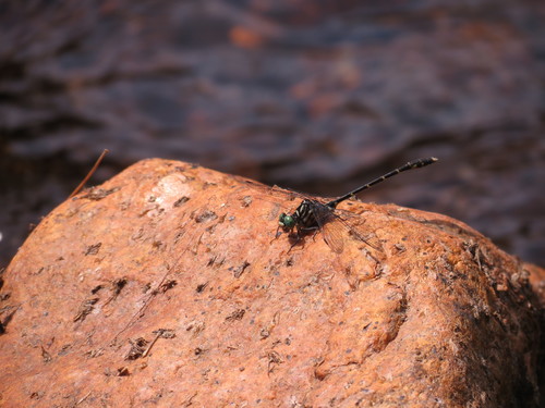 Stylogomphus albistylus