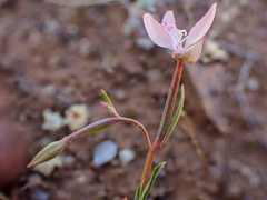 Clarkia modesta