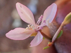 Clarkia modesta