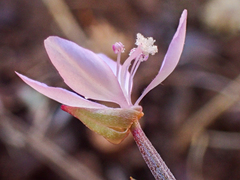 Clarkia modesta