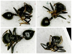 Crematogaster aurita