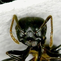 Crematogaster aurita