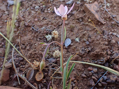 Clarkia modesta