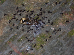 Crematogaster aurita