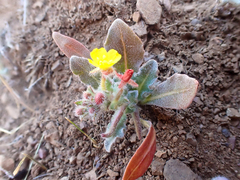 Camissoniopsis hirtella