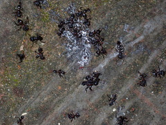 Crematogaster aurita