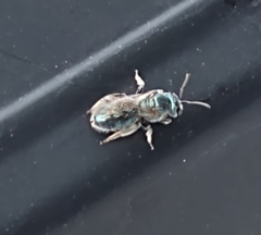 Lasioglossum coeruleum