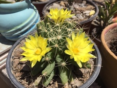 Mammillaria longimamma