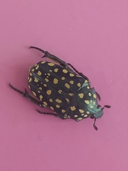 Protaetia niveoguttata