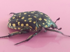 Protaetia niveoguttata