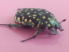 Protaetia niveoguttata