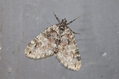 Hydriomena irata