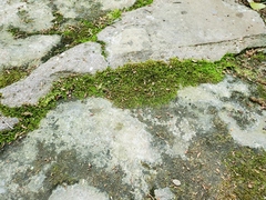 Pogonatum brachyphyllum