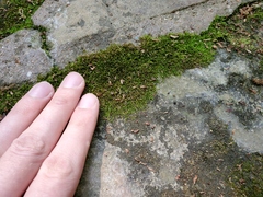 Pogonatum brachyphyllum